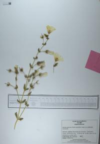 Kallstroemia maxima image
