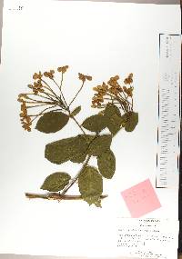 Combretum indicum image