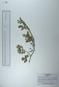 Kallstroemia parviflora image