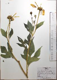 Tithonia diversifolia image