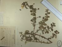 Tribulus cistoides image