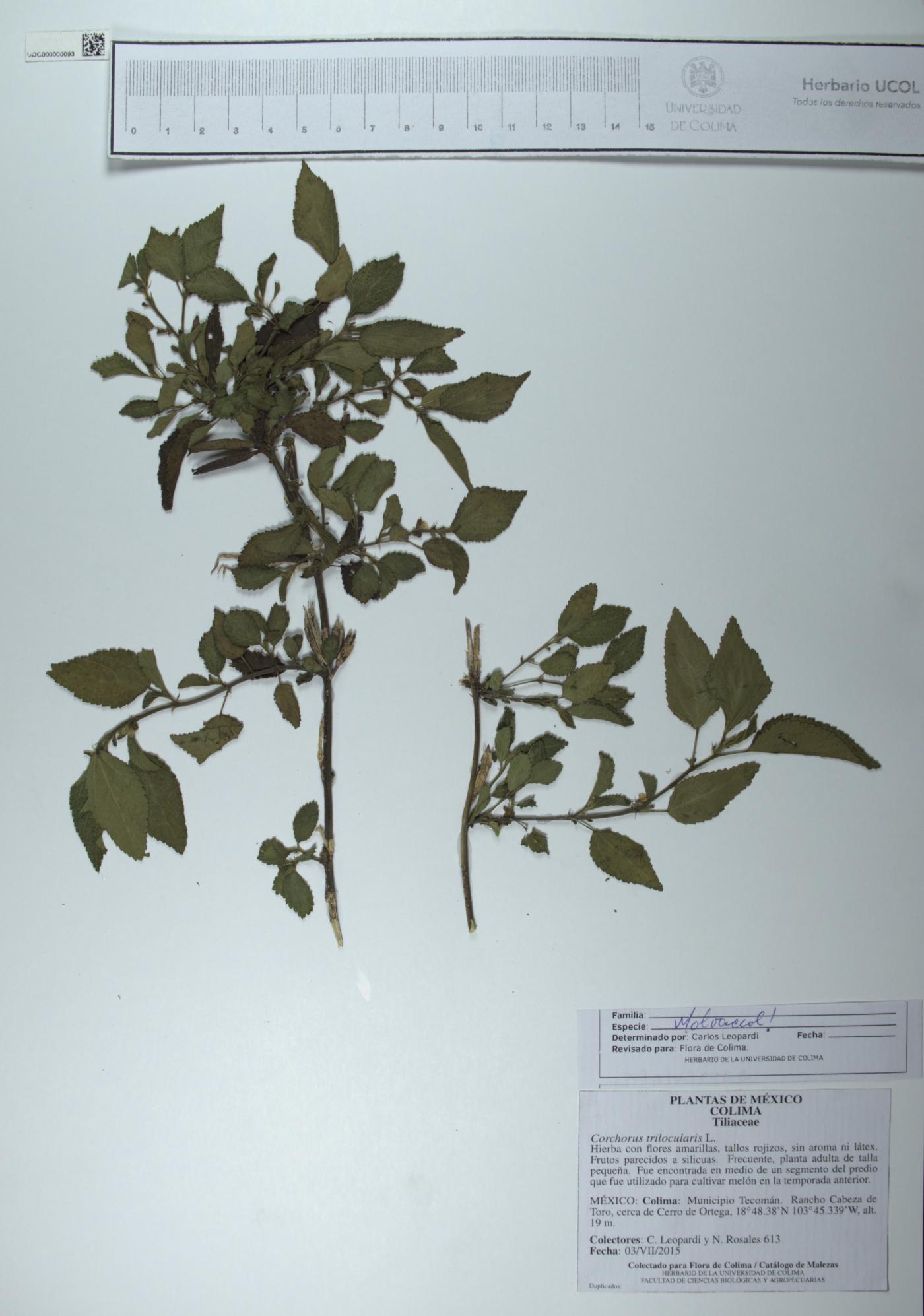 Corchorus trilocularis image