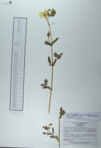 Kallstroemia grandiflora image