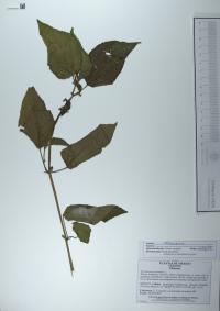 Corchorus aestuans image