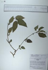 Corchorus aestuans image