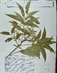 Sapindus saponaria image