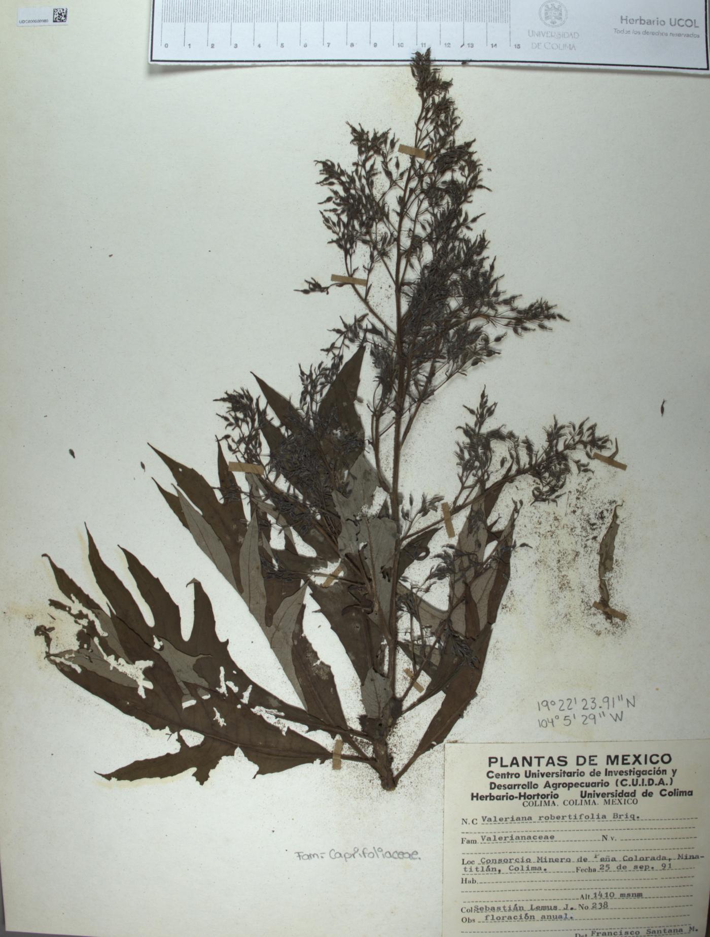 Valeriana robertianifolia image