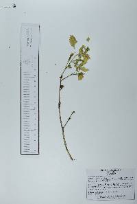 Physalis philadelphica image