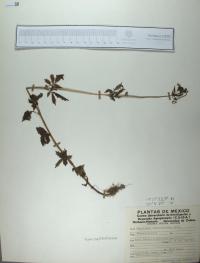 Valeriana robertianifolia image