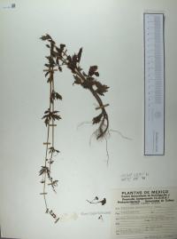 Valeriana robertianifolia image
