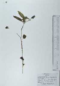 Solanum adscendens image