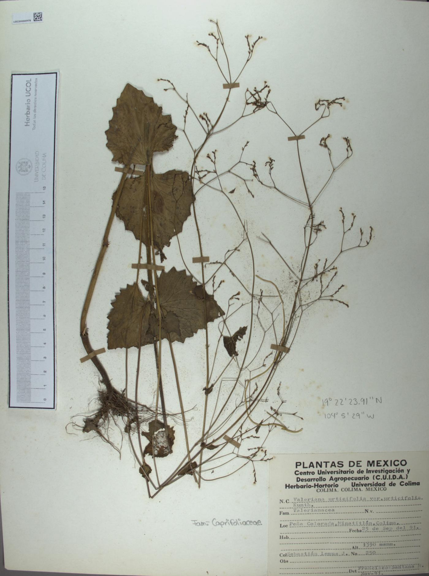 Valeriana urticifolia image