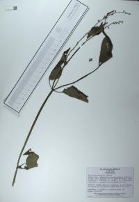 Priva lappulacea image