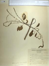 Duranta erecta image