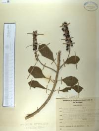 Duranta erecta image