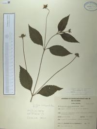 Lantana achyranthifolia image