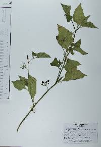 Solanum americanum image