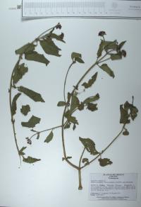 Lantana camara image