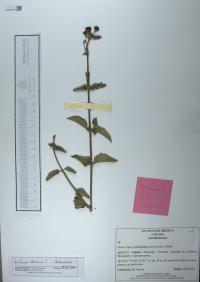 Lantana camara image