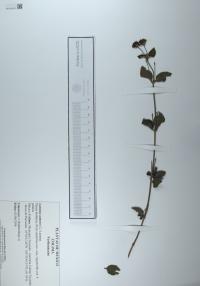 Lantana camara image