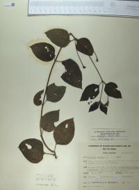Lantana camara image