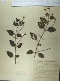 Lantana camara image