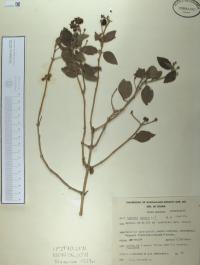Lantana camara image