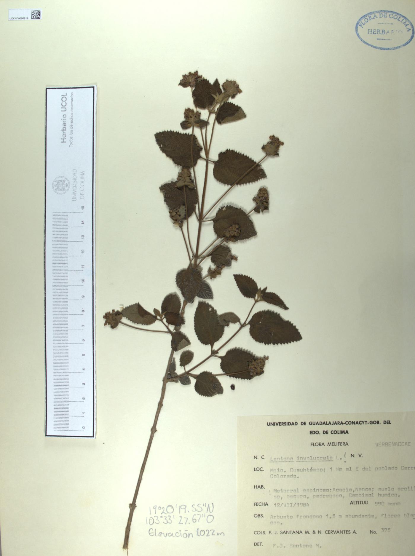 Lantana involucrata image