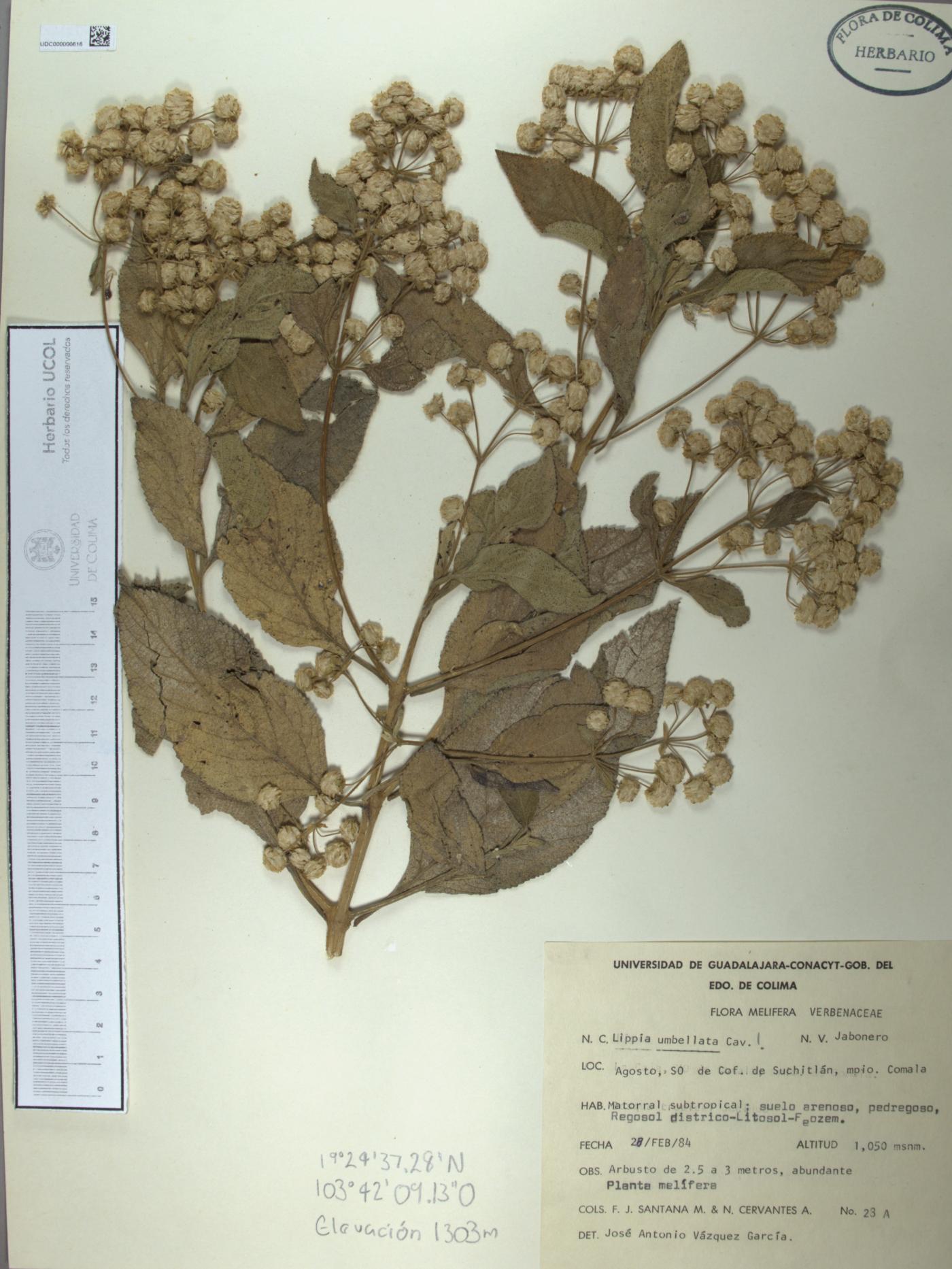 Lippia umbellata image