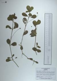 Phyla nodiflora image