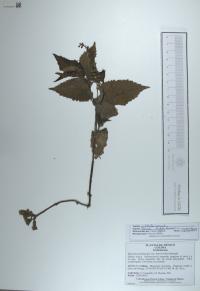 Priva lappulacea image