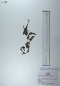 Priva lappulacea image