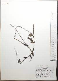 Heliotropium angiospermum image