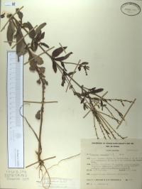 Verbena carolina image