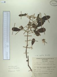 Vitex mollis image