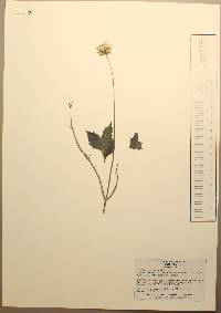 Tridax mexicana image