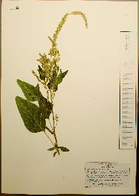 Amaranthus palmeri image