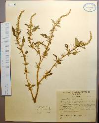 Amaranthus spinosus image