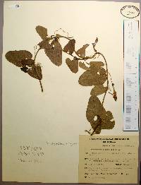 Aristolochia ringens image