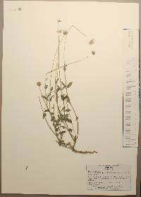 Tridax mexicana image