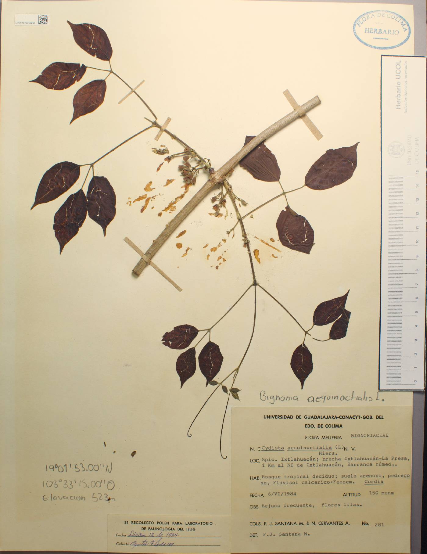 Bignonia aequinoctialis image