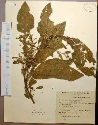 Celosia orcuttii image