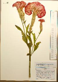 Celosia cristata image