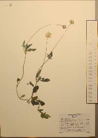 Tridax procumbens image