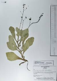 Samolus ebracteatus image