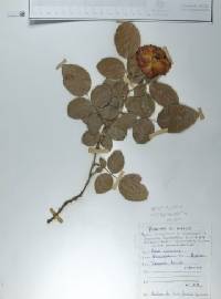 Rosa centifolia image