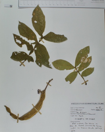 Inga eriocarpa image