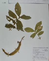 Inga eriocarpa image