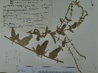 Desmodium plicatum image