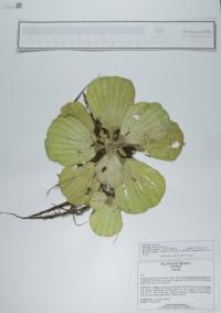 Pistia stratiotes image